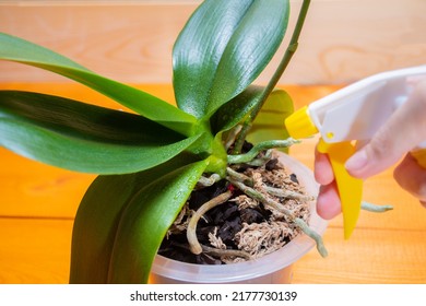 Aerial roots of a healthy orchid in the right substrate and planters for growing an exotic plant at home: a place for text on a wooden background, selective focus on aerial roots, spraying
 - Shutterstock ID 2177730139