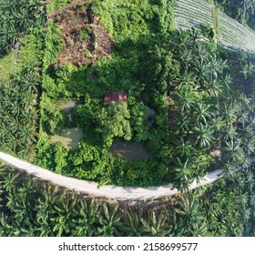 Aerial Scene Of The Old Abandoned House Inside The Overgrown Bushes And Trees.