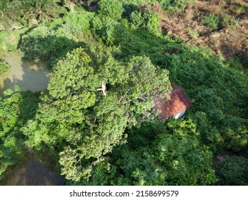 Aerial Scene Of The Old Abandoned House Inside The Overgrown Bushes And Trees.