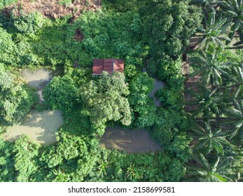 Aerial Scene Of The Old Abandoned House Inside The Overgrown Bushes And Trees.