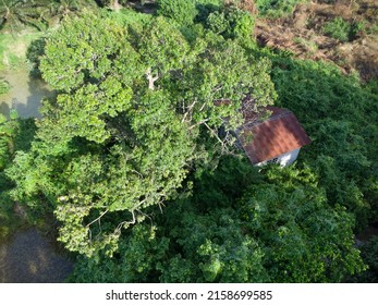 Aerial Scene Of The Old Abandoned House Inside The Overgrown Bushes And Trees.