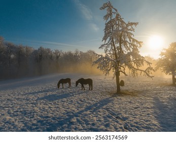 AERIAL: In a serene winter field, two horses stand under snowy trees, feeding from hay bags. Soft morning sunlight illuminates the white landscape and frosted branches, adding a calm, wintry charm. - Powered by Shutterstock