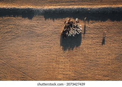 Aerial Sheep Herd And Sheepdog On The Meadow View