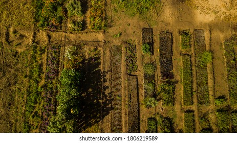 Aerial Shot Of An Agroforestry Farm 