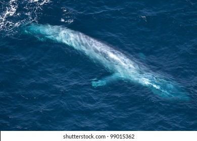 Aerial Shot Of A Blue Whale In The Indian Ocean.