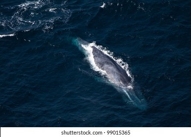 Aerial Shot Of A Blue Whale In The Indian Ocean.