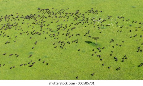 Aerial Shot Of Buffaloes Masai Mara Kenya