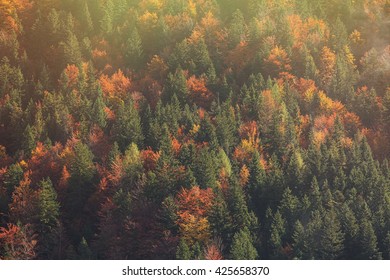 Aerial Shot Of Coniferous And Deciduous Mountain Forest In Autumn Colors Of Shiny, Glowing Sunlit Morning. Seasons Changing, Unique Sunlight Concept, Textured Background. 