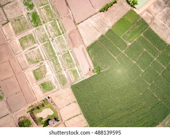 Aerial Shot Of Corn Field