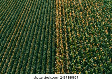 Aerial shot of cultivated soybean and corn field from drone pov, high angle view - Powered by Shutterstock