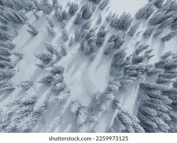 An aerial shot of evergreen trees covered in snow in a beautiful winter forest, top view