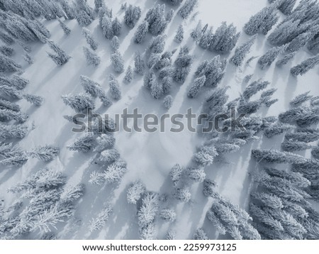 An aerial shot of evergreen trees covered in snow in a beautiful winter forest, top view