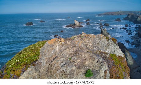 An Aerial Shot Of Falcons On Sonoma Coast In CA