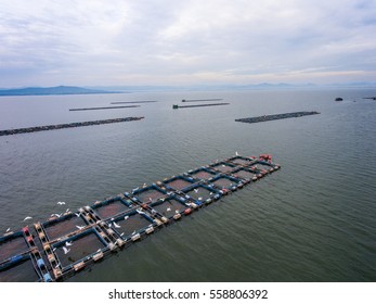 Aerial Shot Of Fish Farming In Lake With Drone.