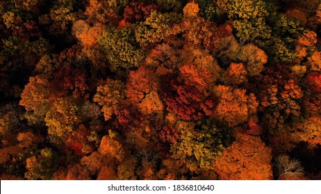 Aerial Shot Of Forest In Fall Season. The Autumn Colors