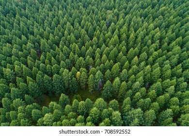 Aerial Shot Of Forest Landscape