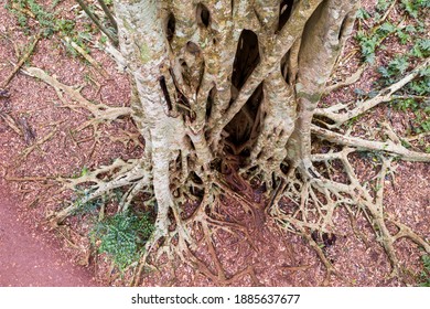 Aerial Shot Of Giant Strangler Fig