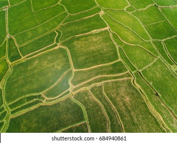 Aerial shot of green rice field creating pattern of roads. 