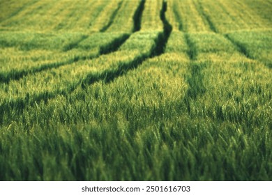 Aerial shot of green wheat field with tractor tire marks in spring sunset, selective focus - Powered by Shutterstock