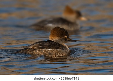 An aerial shot of a Hooded Merganser duck swimming away - Powered by Shutterstock