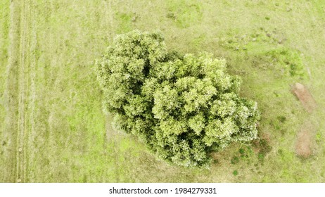 An Aerial Shot Of A Lush Green Tree Standing Alone In A Grassy Field