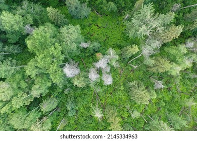 Aerial Shot Of A Mature Forest Showing A Gap In The Canopy With A Clear Sight Of The Understory Vegetation