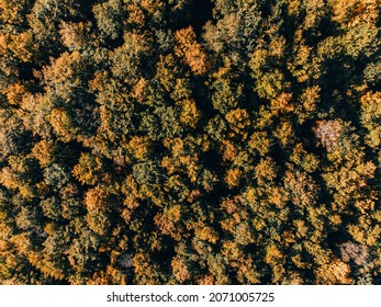 An aerial shot on the colorful Herbst in a beautiful forest in a sunny day