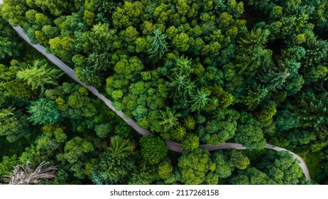 An aerial shot of a path between trees with green foliage in the forest on a summer day in Scotland