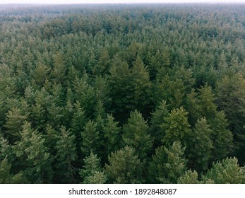 Aerial Shot Of Pine Tree Forest. Ecology Wonderlust Background