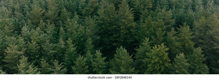 Aerial Shot Of Pine Tree Forest. Ecology Wonderlust Background