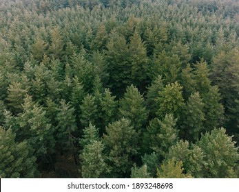 Aerial Shot Of Pine Tree Forest. Ecology Wonderlust Background