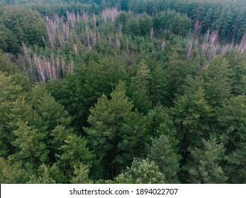 Aerial Shot Of Pine Tree Forest. Ecology Wonderlust Background