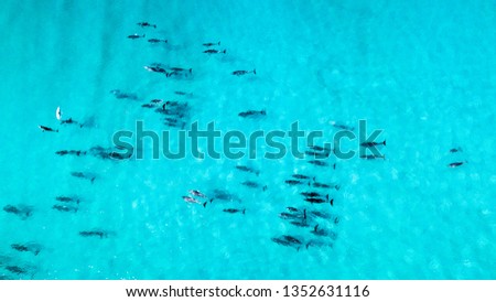Aerial shot of a pod of dolphins in clear blue water, one of the dolphins jumping