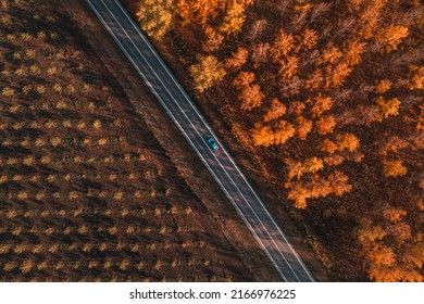 Aerial shot of single gray car on the road through deciduous forest in fall, top down drone pov of motor vehicle on roadway