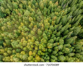 Aerial Shot A Swedish Pine Forest