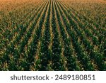Aerial shot of tasseling corn plants in cultivated field from drone pov, high angle view