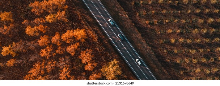 Aerial shot of three cars on the road through deciduous forest in fall, top down drone pov of vehicles driving down the roadway