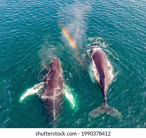 Aerial shot of two humpback whales (Megaptera novaeangliae), with a rainbow captured in one of the spouts.
