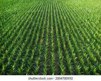 Aerial Shot View Of An Agricultural Area Farm Corn Field For Food Or Ethanol.