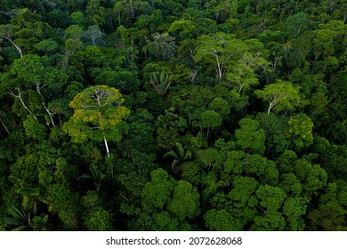 Aerial side view seen over a tropical forest with many tree species - Powered by Shutterstock