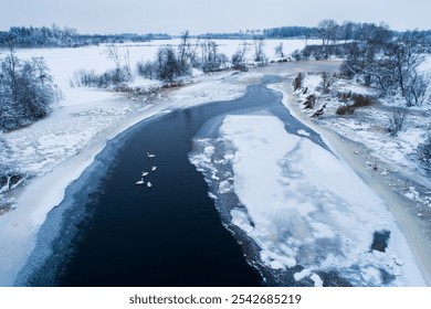 An aerial of a small group of Whooper swans swimming in a dark open water on a cold winter day in rural Estonia, Northern Europe - Powered by Shutterstock