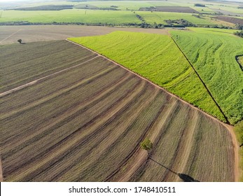 Aerial Sugarcane Field In Brazil