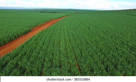 Aerial Sugarcane Field In Brazil.