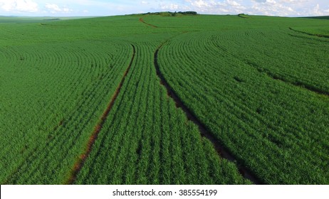 Aerial Sugarcane Field In Brazil.