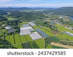 Aerial and summer view of plastic houses and rice paddy with houses of a village besides Nakdong River at Donam-dong near Sangju-si, South Korea
