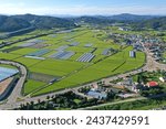 Aerial and summer view of plastic houses and rice paddy with road and houses of a village at Donam-dong near Sangju-si, South Korea
