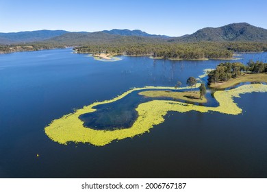 Aerial of Teemburra Dam, Australia, showing algae build up around land features with cattle grazing and dead trees