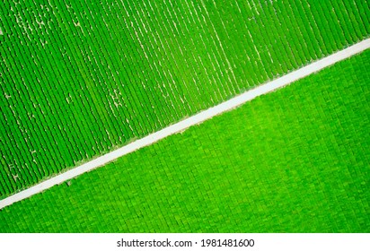 Aerial And Top Angle View Of Green Tea Field And Road At Daehan Dawon Tea Plantation Near Boseong-gun, South Korea
