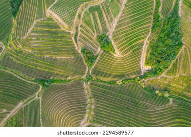 AERIAL TOP DOWN: Beautiful patterns of vine trellises in terraced vineyards. Picturesque and remarkable interweaving of narrow paths and tree islands among lush and well-kept wine-growing countryside.