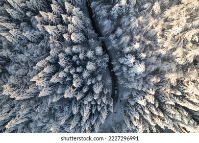 AERIAL TOP DOWN: Car driving on a mountain road leading through snowy forest. View of curved roadway in the embrace of beautiful winter woodland with spruce treetops covered with freshly fallen snow.